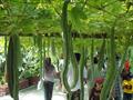 serpent gourd ، chichinda ، padwal